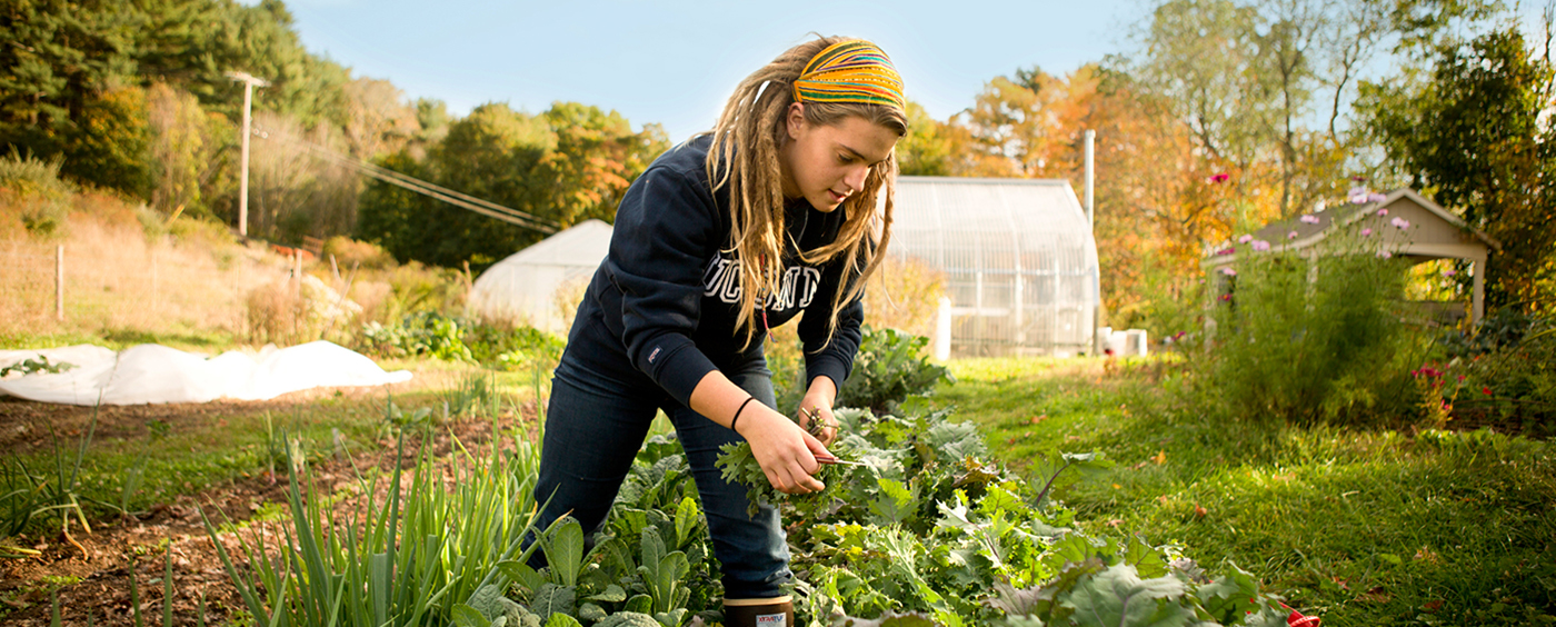 A UConn student snips herbs on a farm.